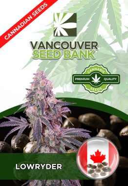 Lowryder – Non Feminized – 10 Seeds Per Pack