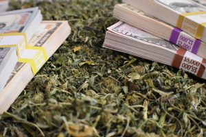 the corruption of cannabis