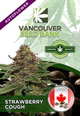 Strawberry Cough Auto-Fem Marijuana Seeds