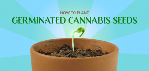 How to Plant Germinated Cannabis Seeds