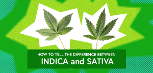 How to Tell the Difference Between Indica and Sativa