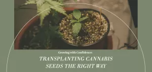 cannabis seeds