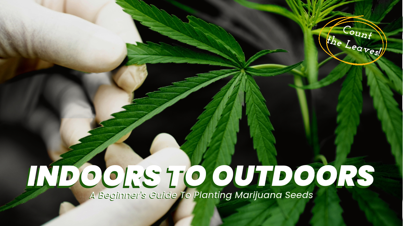 switching cannabis from indoor to outdoor