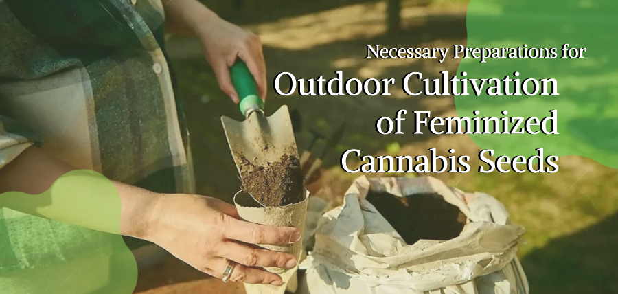 growing feminized marijuana seeds outdoors