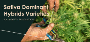 Sativa dominant hybrid marijuana seeds