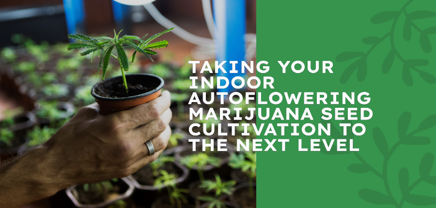 growing autoflower marijuana seeds indoors