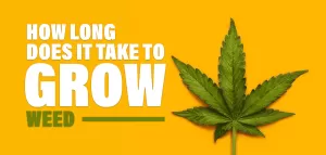 how long does it take to grow weed