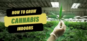 how to grow cannabis indoors