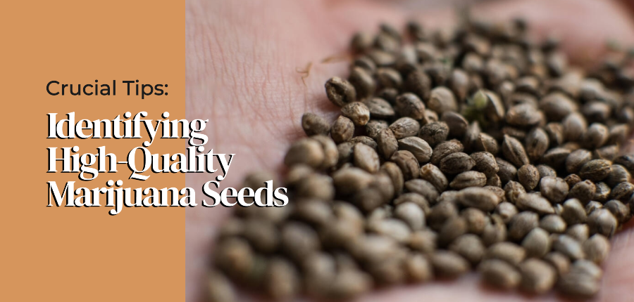 Identifying high quality marijuana seeds
