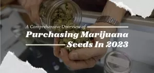 buy marijuana seeds in 2023