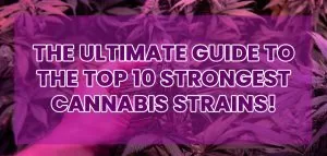 Strongest Cannabis Strains