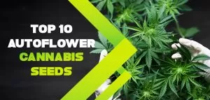 Autoflower Cannabis Seeds