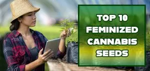 Feminized Cannabis Seeds