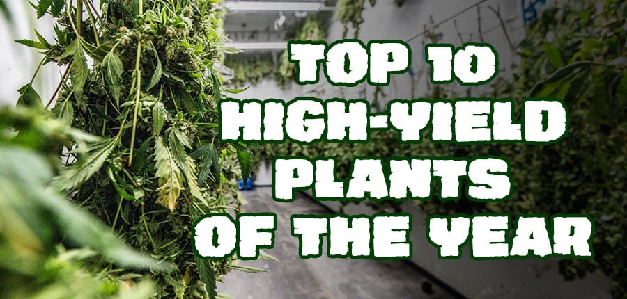High-Yield Cannabis Plants