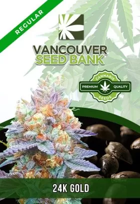 24K Gold Strain Regular