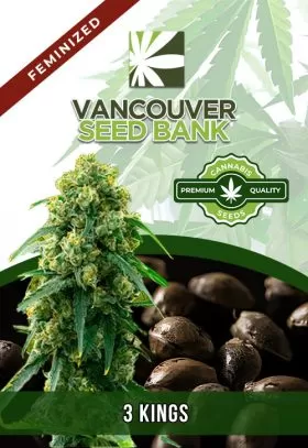 3 Kings Strain Feminized