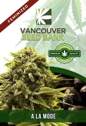 A La Mode Strain Feminized