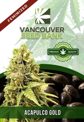 Acapulco Gold Strain Feminized