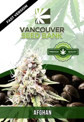 Afghan Chocolope Strain Fast Version