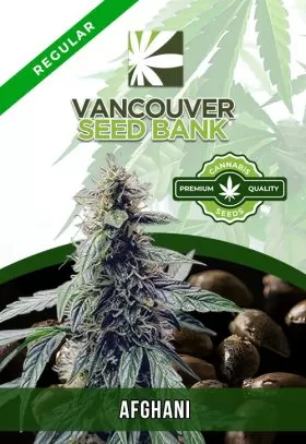 Afghani Strain Regular