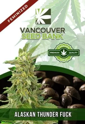 Alaskan Thunder Fuck Strain Feminized