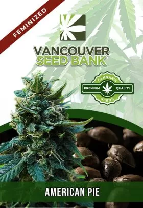 American Pie Strain Feminized