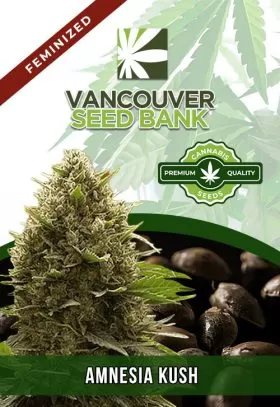 Amnesia Kush Feminized