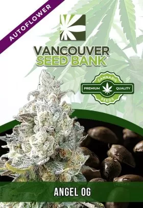 Angel OG Strain