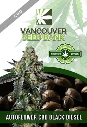 Autoflower CBD Black Diesel