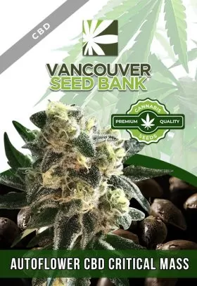 Autoflower CBD Critical Mass