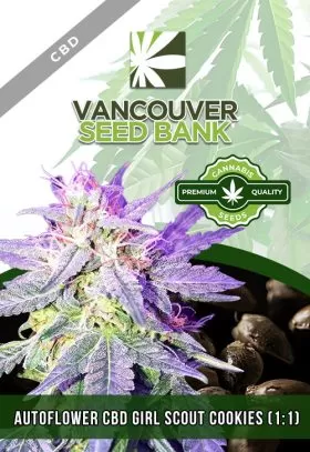 Autoflower CBD Girl Scout Cookies (1-1)