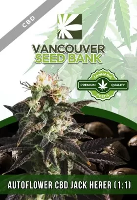 Autoflower CBD Jack Herer (1-1)