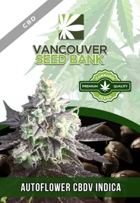 Autoflower CBDV Indica Strain CBD