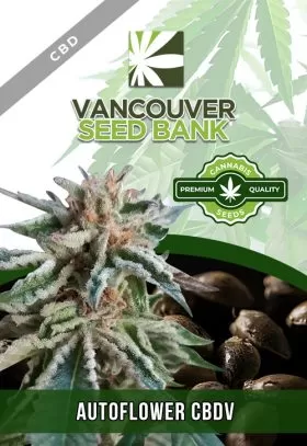 Autoflower CBDV