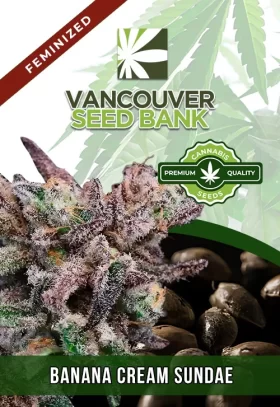 Banana Cream Sundae Strain Feminized