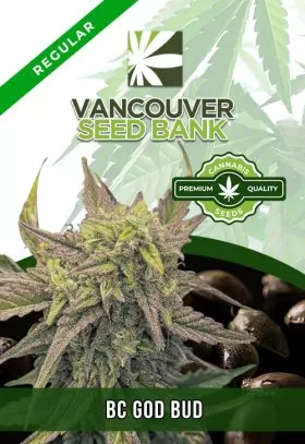 BC God Bud Strain Regular