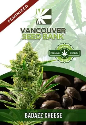 Badazz Cheese Strain Feminized