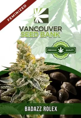 Badazz Rolex Strain Feminized