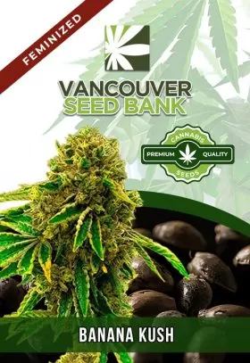 Banana Kush Feminized