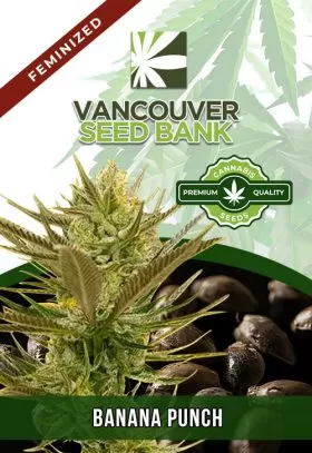 Banana Punch Strain Feminized