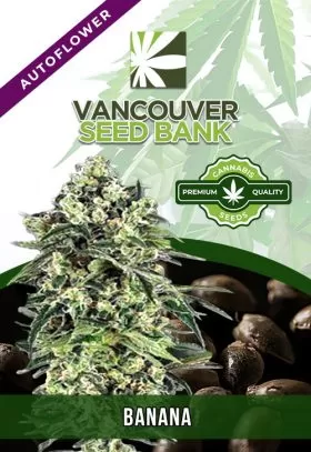 Banana Strain