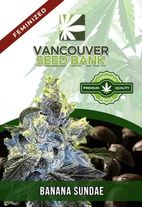 Banana Sundae Strain Feminized