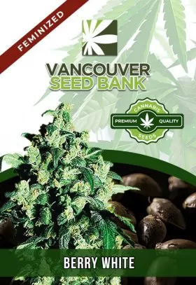 Berry White Strain Feminized