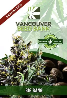 Big Bang Strain Feminized