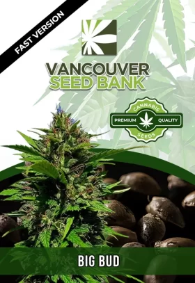 Big Bud Strain Fast Version