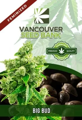 Big Bud Strain Feminized