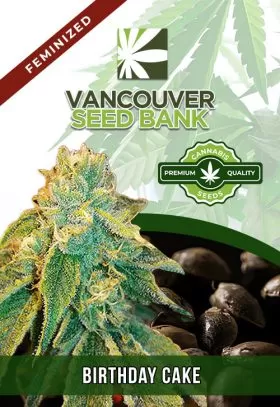 Birthday Cake Strain Feminized