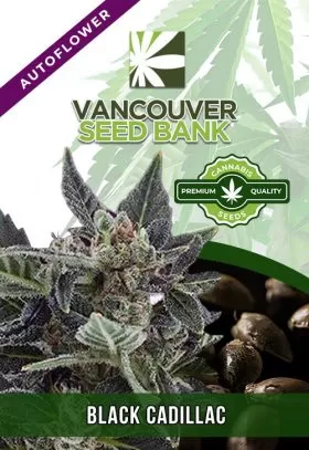 Black Cadillac Strain
