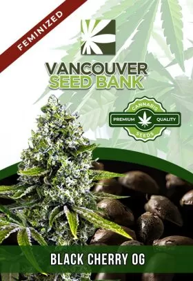 Black Cherry OG Strain Feminized