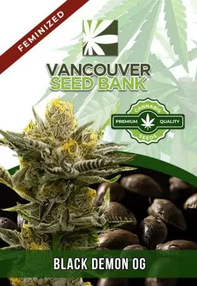 Black Demon OG Strain Feminized